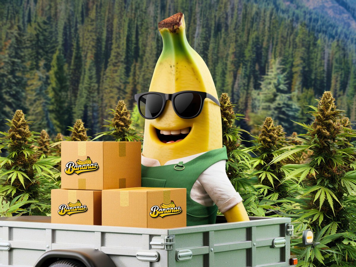 Chambeando desde temprano para que sus pedidos lleguen cuánto antes y puedan fumar a gusto! 📦🌿🔥🍌
Dejen su like y Retweet por qué ya vamos a lanzar a los ganadores de las onzas que les rifamos! Actívense😜🏆
#420community #mexico #bananas
#cannabis #greenhouse #weedmx