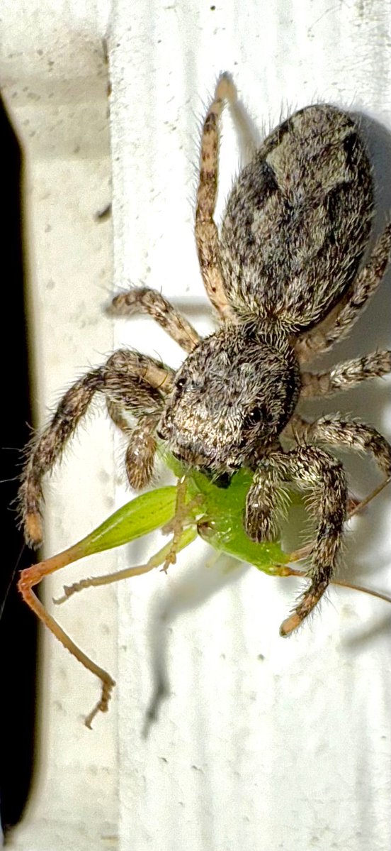 babysharpMMA's tweet image. Little guy looked directly into the lens
