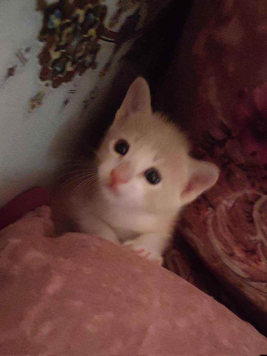 MLife2163's tweet image. I just brought a kitten today

His name is Misho

#kitten #cutie #pookie #ilovecats