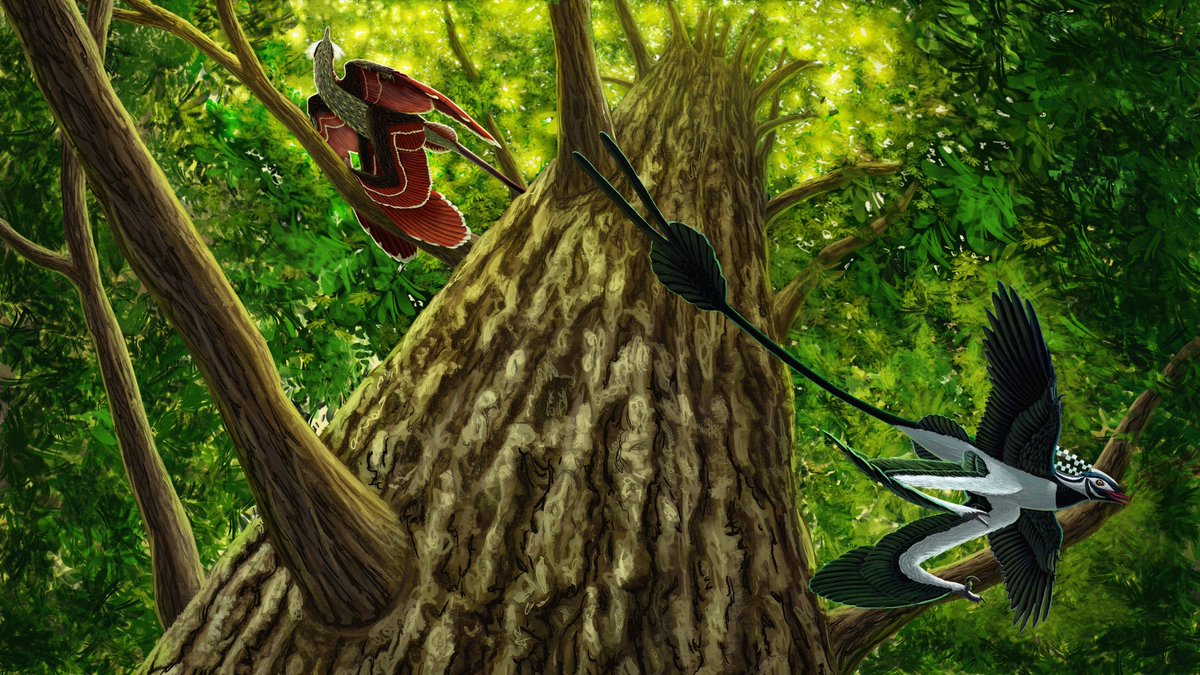 A Zhongjianosaurus jumped from its branch to escape a Sinornithosaurus, which had just lost sight of it. Digital painting.
#paleoart #SciArt #dinosaur #feathered #yixian #china