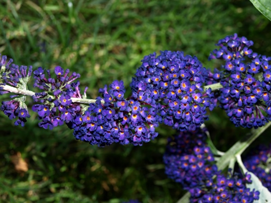 MarjeMolder's tweet photo. Some more #flowers in our #garden to bring cheer on a #BlueMonday #ButterflyBush #Gentian #GrapeHyacinth #Brunnera #blue #plants https://t.co/WjCSUwo1xQ