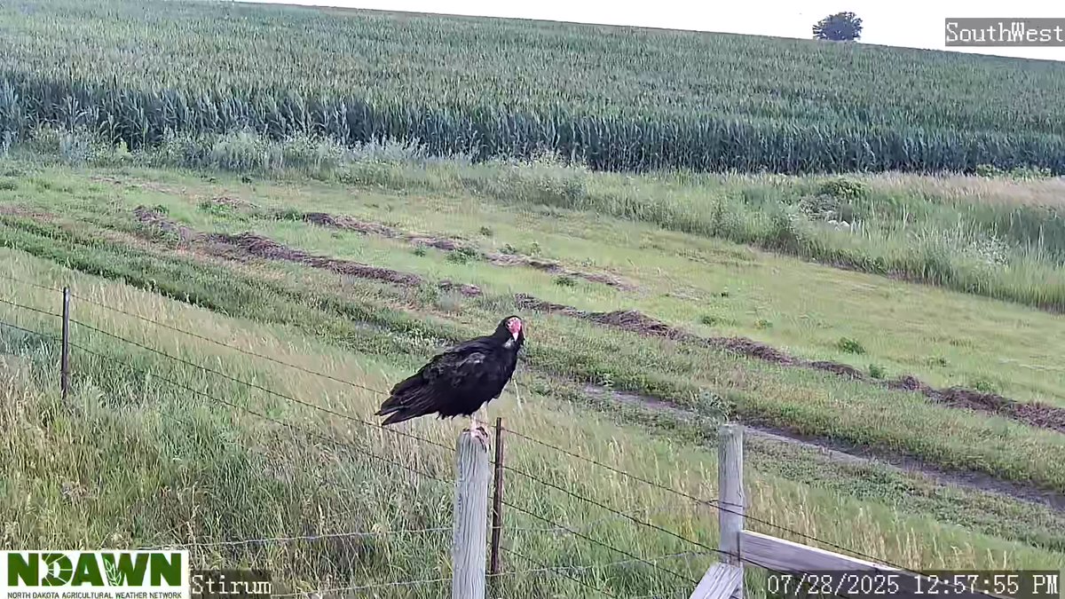 DarylRitchison's tweet image. If this Turkey Vulture is waiting for @NDAWNmesonet to die, it isn't going to happen. #ndawn #ndwx