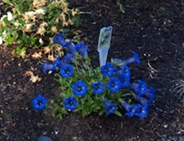 MarjeMolder's tweet photo. Some more #flowers in our #garden to bring cheer on a #BlueMonday #ButterflyBush #Gentian #GrapeHyacinth #Brunnera #blue #plants https://t.co/WjCSUwo1xQ