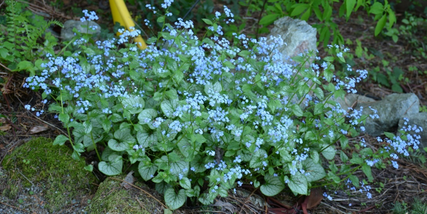 MarjeMolder's tweet photo. Some more #flowers in our #garden to bring cheer on a #BlueMonday #ButterflyBush #Gentian #GrapeHyacinth #Brunnera #blue #plants https://t.co/WjCSUwo1xQ