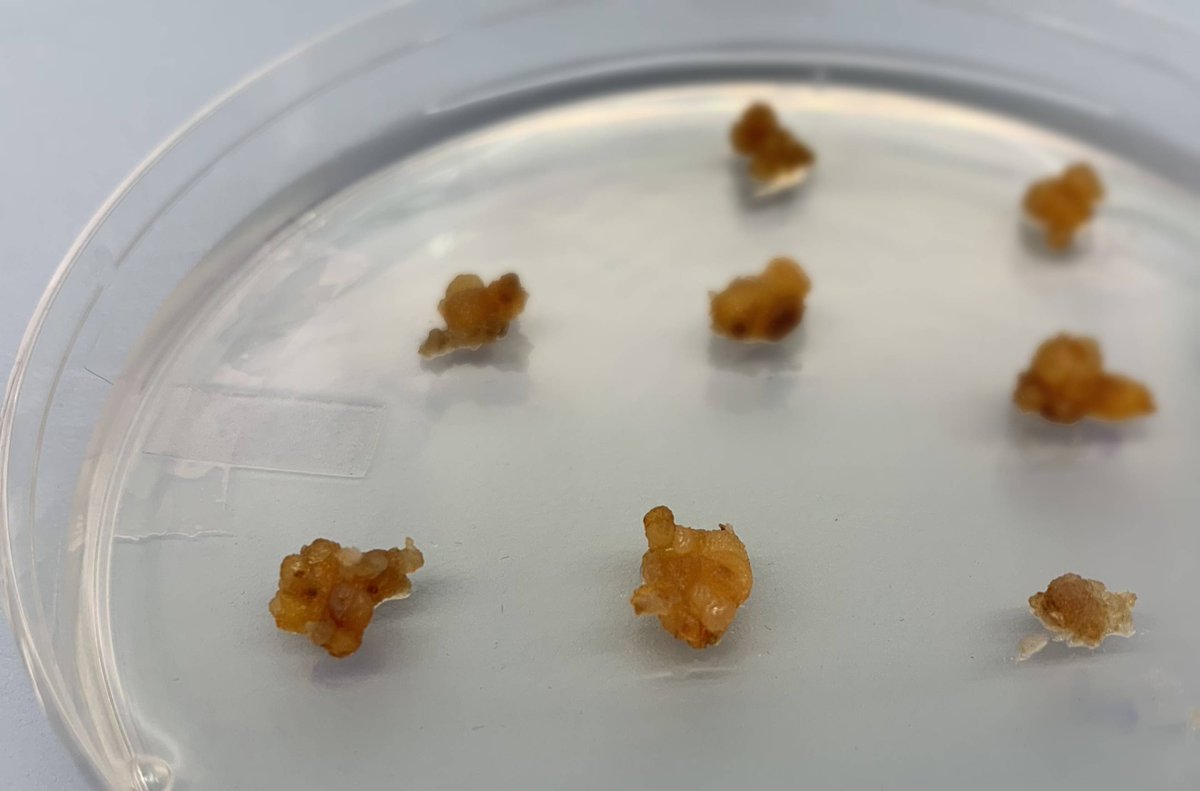 EWatsonWrites's tweet image. Krokos Bio enters plant cell culture with #saffron tech as cracks emerge in botanical supply chains. #plantcellculture #foodtech #botanicals @agfunder agfundernews.com/krokos-bio-ent…