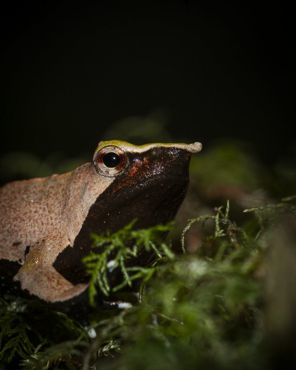 ladera_sur's tweet image. #EstáPasando ¡Buenas noticias para las ranitas de Darwin! Aprueban plan para su protección y poder redescubrir una población de la especie nortina🐸

¿Qué te parece esta noticia?👀 Más detalles acá. 👇🏽

ow.ly/hxgY50Wwhhw