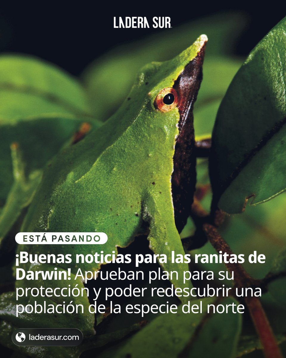 ladera_sur's tweet image. #EstáPasando ¡Buenas noticias para las ranitas de Darwin! Aprueban plan para su protección y poder redescubrir una población de la especie nortina🐸

¿Qué te parece esta noticia?👀 Más detalles acá. 👇🏽

ow.ly/hxgY50Wwhhw