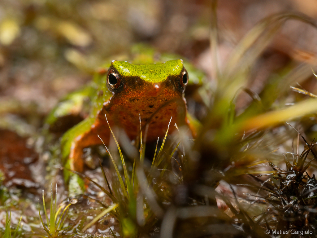 ladera_sur's tweet image. #EstáPasando ¡Buenas noticias para las ranitas de Darwin! Aprueban plan para su protección y poder redescubrir una población de la especie nortina🐸

¿Qué te parece esta noticia?👀 Más detalles acá. 👇🏽

ow.ly/hxgY50Wwhhw
