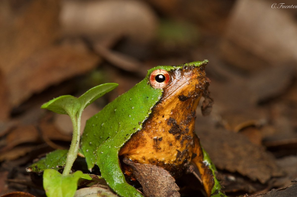 ladera_sur's tweet image. #EstáPasando ¡Buenas noticias para las ranitas de Darwin! Aprueban plan para su protección y poder redescubrir una población de la especie nortina🐸

¿Qué te parece esta noticia?👀 Más detalles acá. 👇🏽

ow.ly/hxgY50Wwhhw