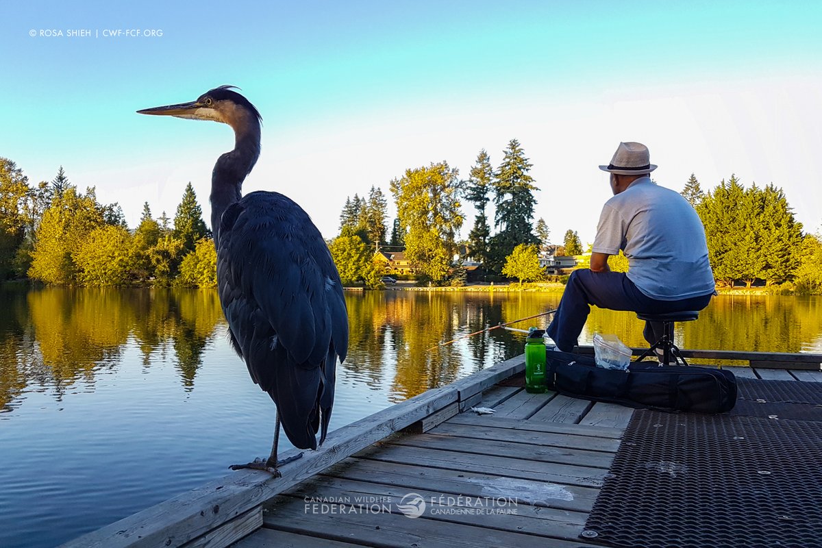 CWF_FCF's tweet image. Discover 5 simple ways to help the #GreatBlueHeron at the cottage! 🌊 Dive into our blog: bit.ly/3IwUp3m
📸: Rosa Shieh | #CWFPhotoClub
