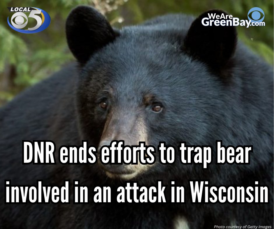 WFRVLocal5's tweet image. Following a black bear attack that left one Wisconsin woman hurt, DNR officials say they have exhausted all options in trapping the involved bear.
More details: shorturl.at/HIdaF