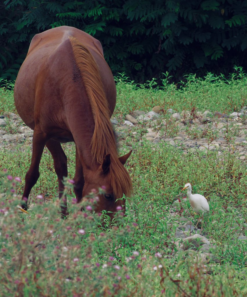 HFExplorer's tweet image. این اسب برا خودش دوست جدید پیدا کرده