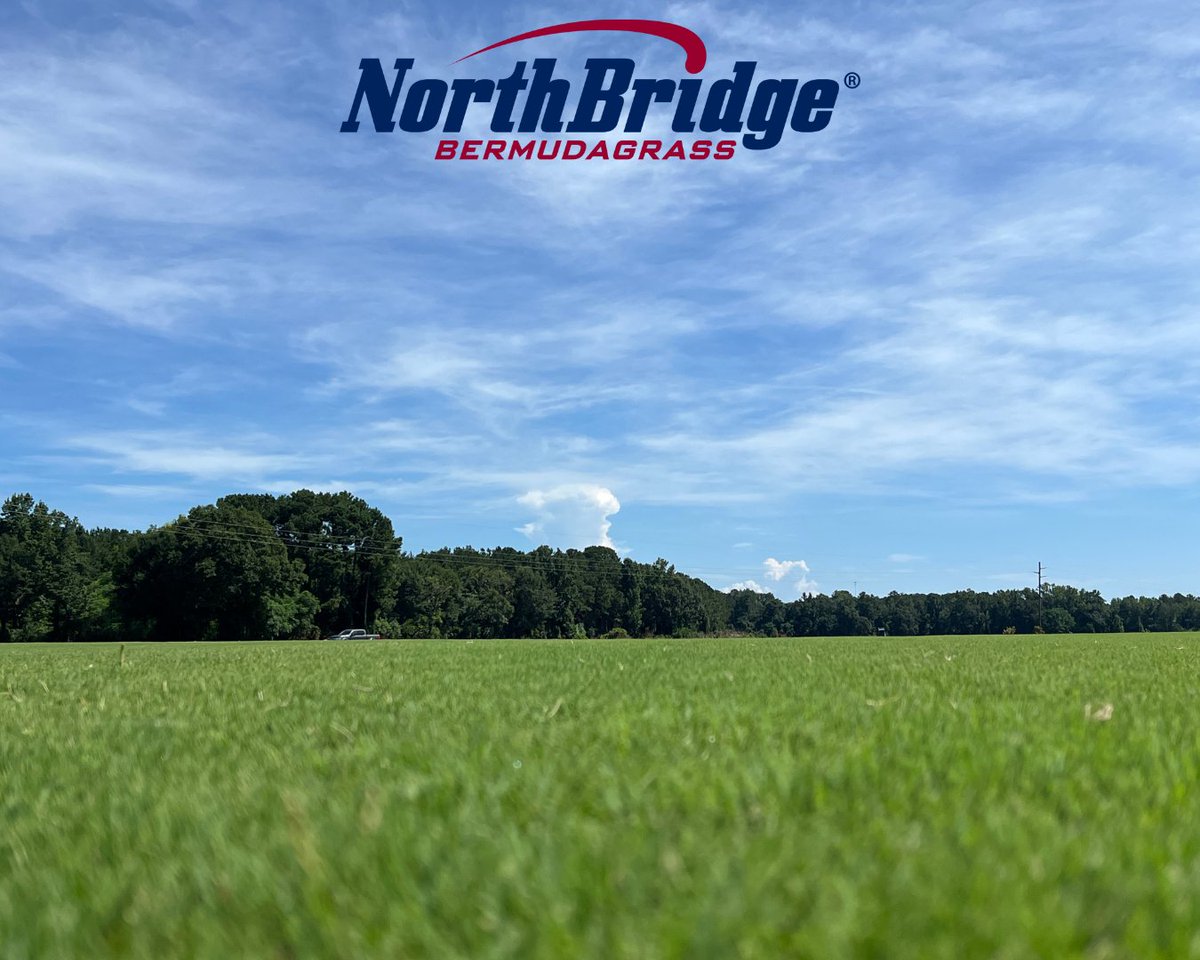 Dense cover and vibrant color in the July heat—NorthBridge® Bermudagrass is built for performance. #NorthBridgeBermuda looking great last week at Beck’s Turf in Tuskegee, AL. Learn more: loom.ly/dYJCAcY