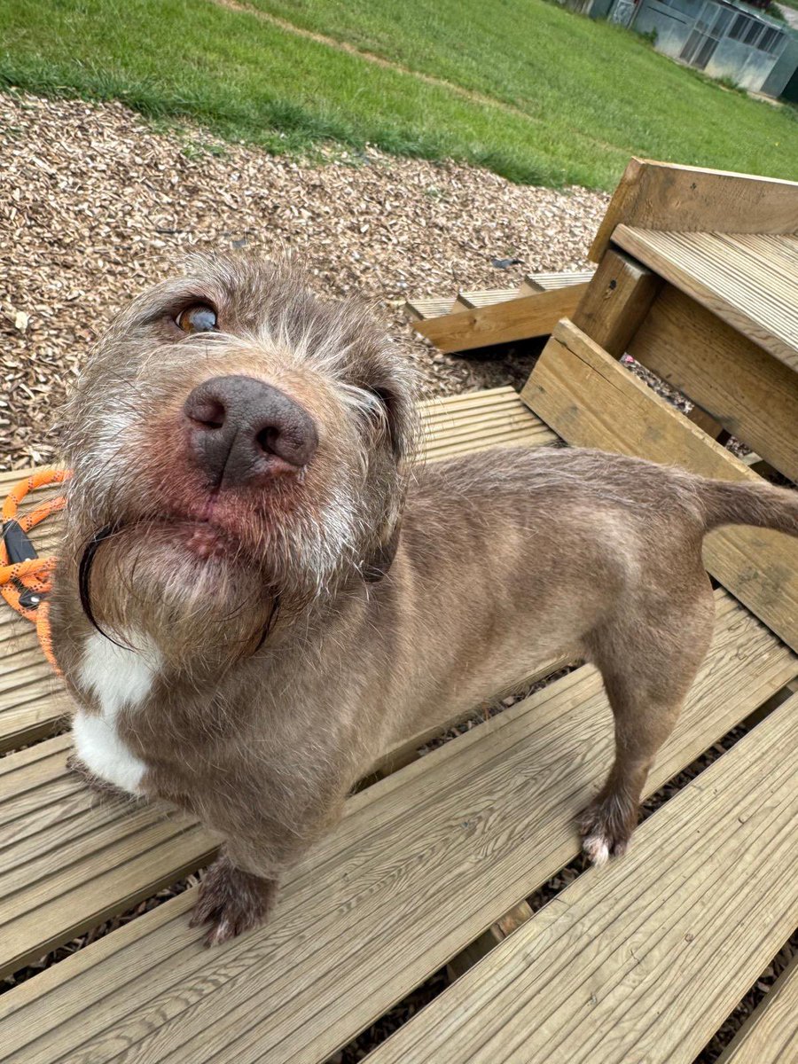 Hi everyone,

Tomorrow I will be updating everything that’s been going on in the past two weeks as well as myself having to deal with family emergencies. We have been dealing with many dogs needing to come into our foster care and also needing veterinary care.

There is never a