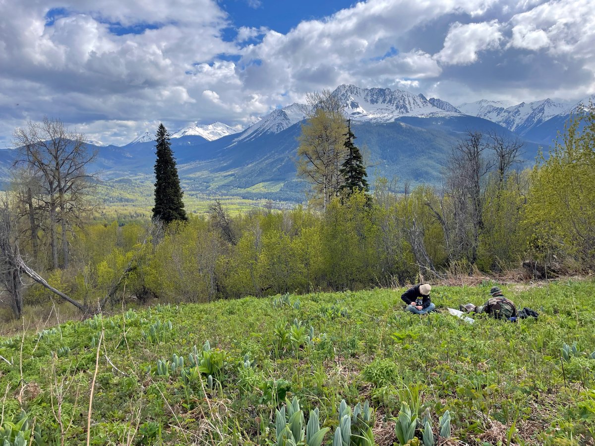 SFUFASS's tweet image. In May, nine undergraduate students traded textbooks and lecture halls for 2 weeks of fieldwork and experiential learning in northwestern BC within Luutkudziiwus (Gitxsan) Territories—all part of @sfu_indg&apos;s first field school course, INDG 435. 
Read more: sfu.ca/fass/news/2025…