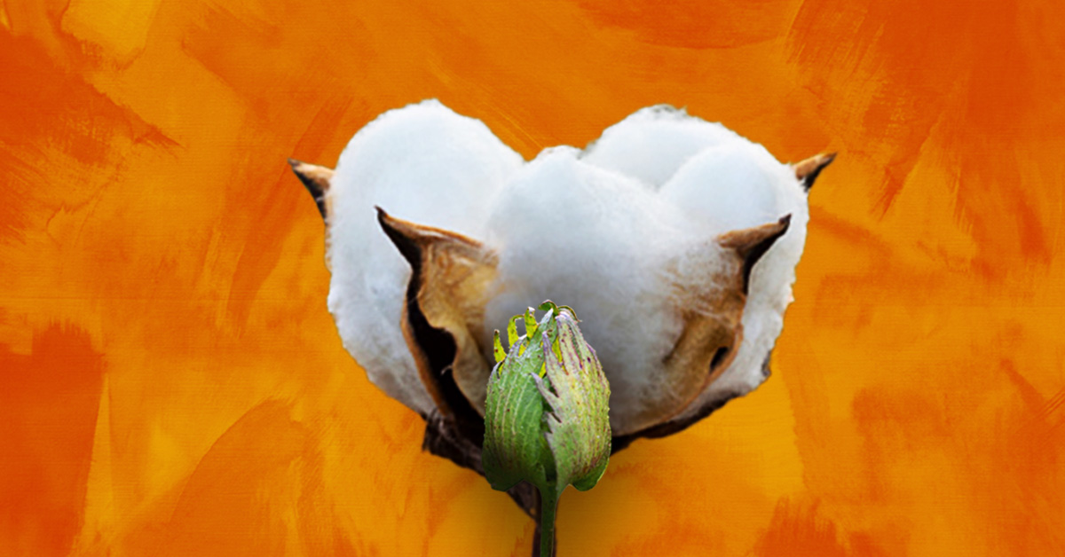 Late-season PGRs like CottonQuik, Super Boll and Terminate are designed to prime your cotton for maximum harvest quality. nufarm.com/uscrop/cotton-…
#pgr #cropprotection #ag #agtwitter #CottonPGR #CottonGrowers