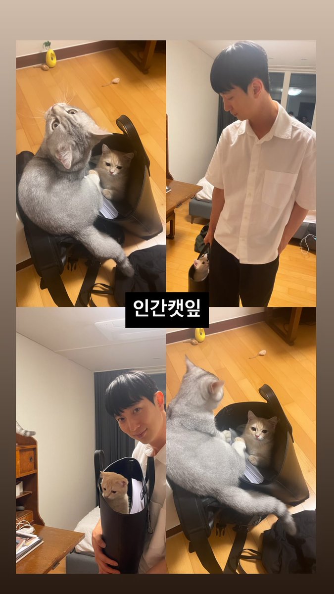 w1nterwest's tweet image. 이 앞머리고양이씨 4장이나 야무지게 콜라주 해놓은 부분에서 지금 너무나도 자랑스러움이 느껴짐 제법 행복했던 것 같음 포 항 항 항
