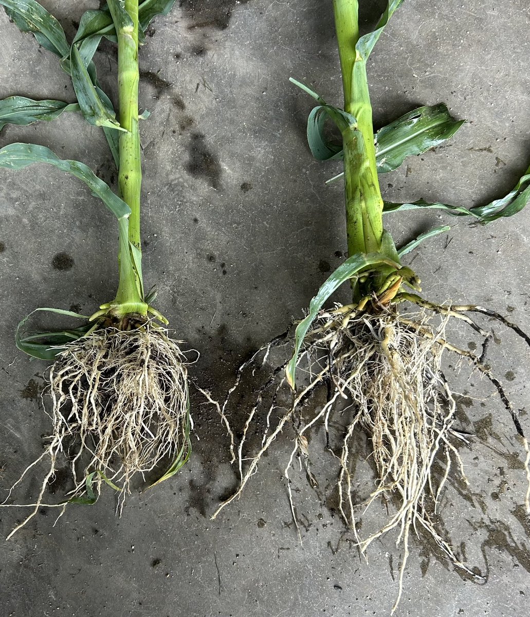 This just came in from a great farmer/dealer is South Dakota. MycoMaxx Plus on the right. Beneficial soil biology! From maximizing fertilizer efficiency, to building soil health, to reducing fertilizer input costs....it all helps make sure your farm runs as profitable as possible