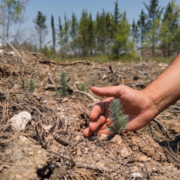 The images depict a reforestation effort in a previously burned area, showing a hand planting a small pine seedling in dry, rocky soil with scattered twigs and debris. In the background, young trees and a forested area are visible under a clear sky, indicating ongoing recovery. The post text from Orman Genel Müdürlüğü (@OGMgovtr) specifies that 570 hectares in İzmir Buca, affected by a fire, are being restored, with 257 hectares already planted and 104 hectares naturally regenerating. The scene highlights environmental restoration efforts, with no platform watermarks present.