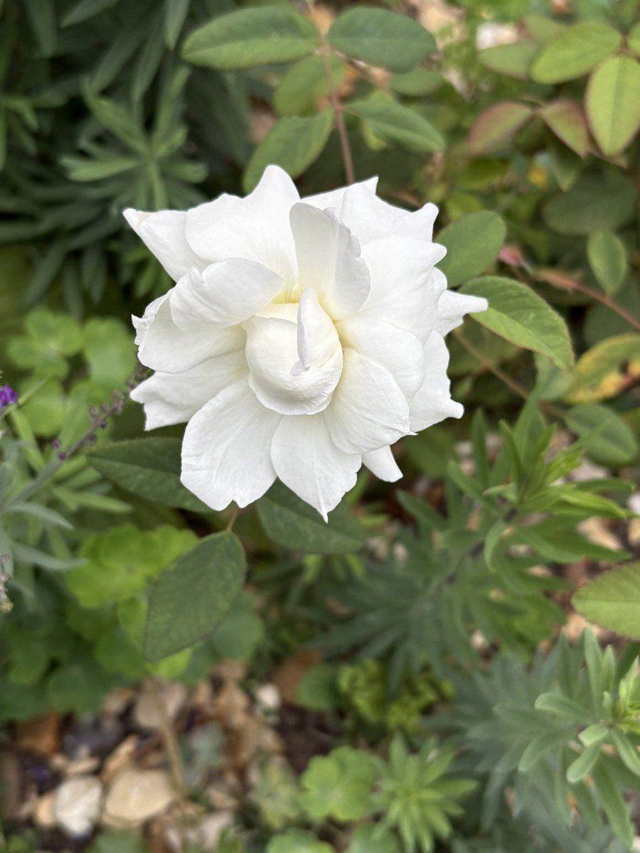 Today’s favourite rose - Susan Williams Ellis #myroses #roses #mygarden #gardening #gardeningx #gardeningtwitter