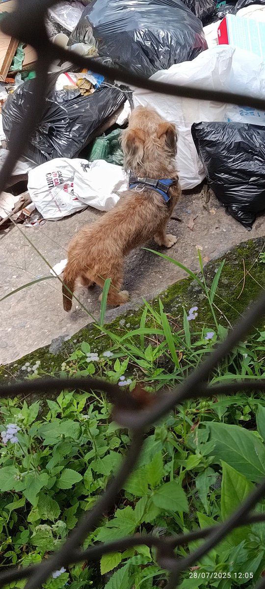 DameTuPatasv's tweet image. Reporte ciudadano. Nos envían:
“Hola
Vi este perrito en la zona del seguro de la Atlacatl, se ve que anda pechera y es dócil, por si alguien lo extravió
Aquí por la 29 adelante del inframen, en la zona del seguro de la Atlacatl
Se cruzó la calle solito, pero se nota que está…