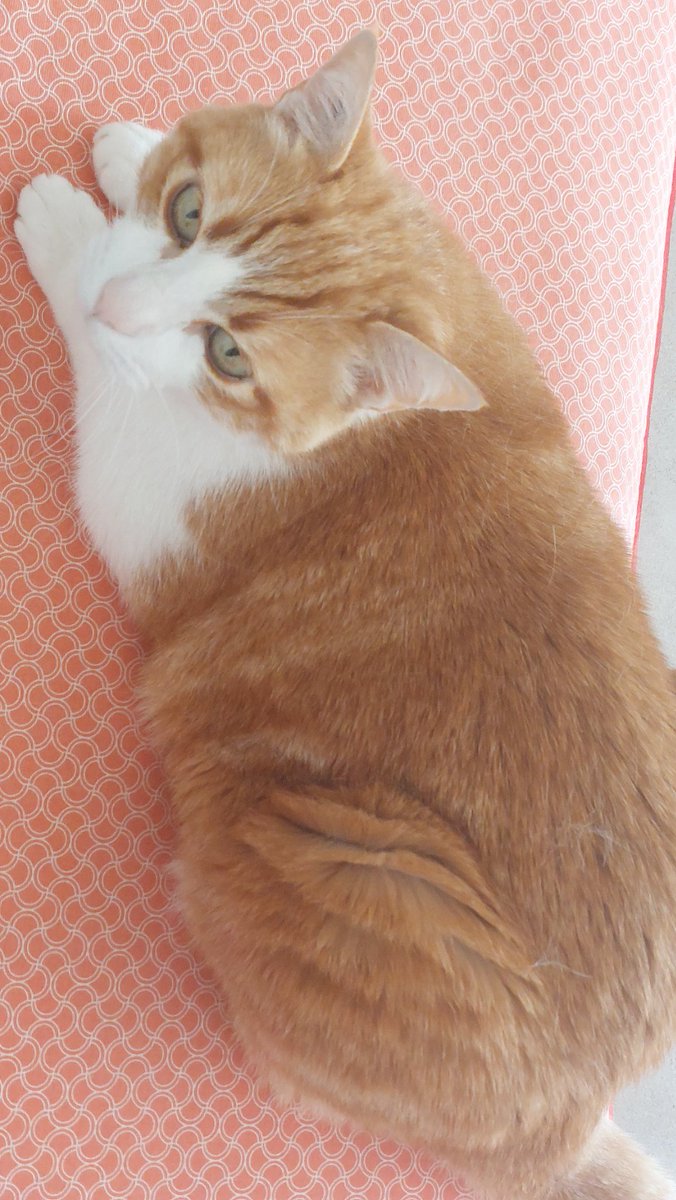 regardez la jolie brioche tout droit sortie du four😸😸😸
