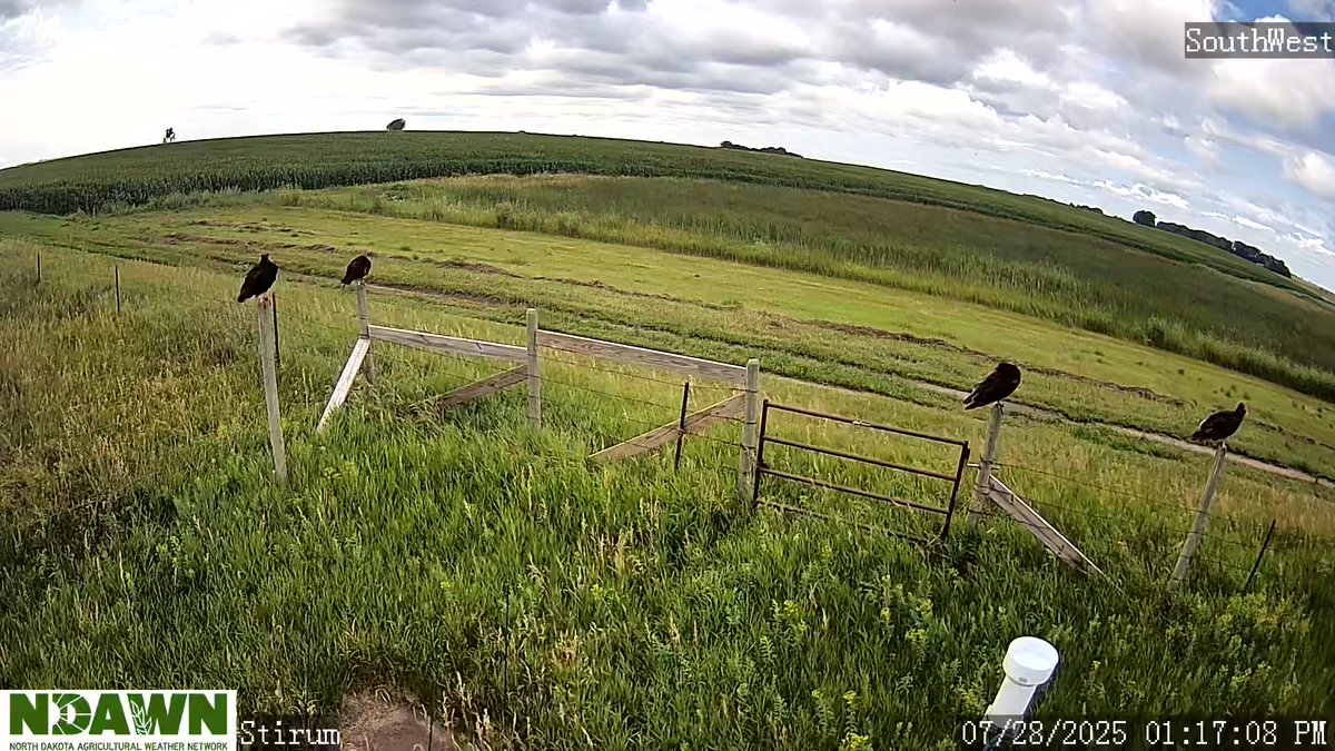 DarylRitchison's tweet image. OK. There are now 4 vultures hanging out @NDAWNmesonet Stirum. 🤔#mesonetproblems