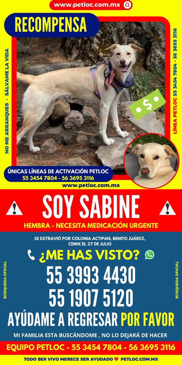 Sandra Segovia. Todos Somos Animales sí también tú (@segoviasan) on Twitter photo #CDMX ayúdanos a encontrar a Sabine
<a href="/MascotasSismo/">Mascotas Sismo</a> @CaninaAmber <a href="/UbicapetMexico/">UBICAPET MÉXICO</a> <a href="/PerrosPerdidosA/">Mascotas perdidas</a> <a href="/PerrosPerdidosA/">Mascotas perdidas</a> <a href="/PrrosPerdidosMX/">PerrosPerdidosMx</a> <a href="/PerdiMiMascota/">PerdiMiMascota</a> <a href="/PerdiDogsMx/">PerdiDogsMx</a> <a href="/lawera33/">Perros Encontrados sin su dueño</a> <a href="/mascotasdifunde/">Difusión de mascotas</a> #CDMX ayúdanos a encontrar a Sabine
<a href="/MascotasSismo/">Mascotas Sismo</a> @CaninaAmber <a href="/UbicapetMexico/">UBICAPET MÉXICO</a> <a href="/PerrosPerdidosA/">Mascotas perdidas</a> <a href="/PerrosPerdidosA/">Mascotas perdidas</a> <a href="/PrrosPerdidosMX/">PerrosPerdidosMx</a> <a href="/PerdiMiMascota/">PerdiMiMascota</a> <a href="/PerdiDogsMx/">PerdiDogsMx</a> <a href="/lawera33/">Perros Encontrados sin su dueño</a> <a href="/mascotasdifunde/">Difusión de mascotas</a>