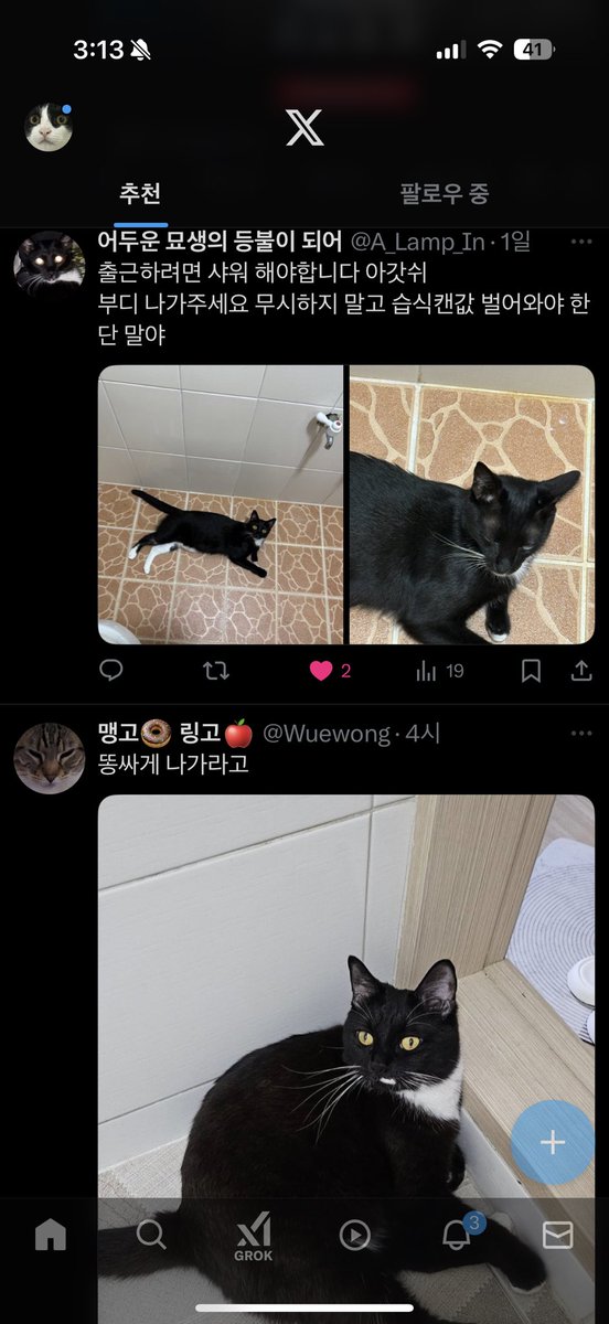 kimdoaeng's tweet image. 말 안 듣는 두 턱시도걸 너무 웃겨요 @A_Lamp_In @Wuewong