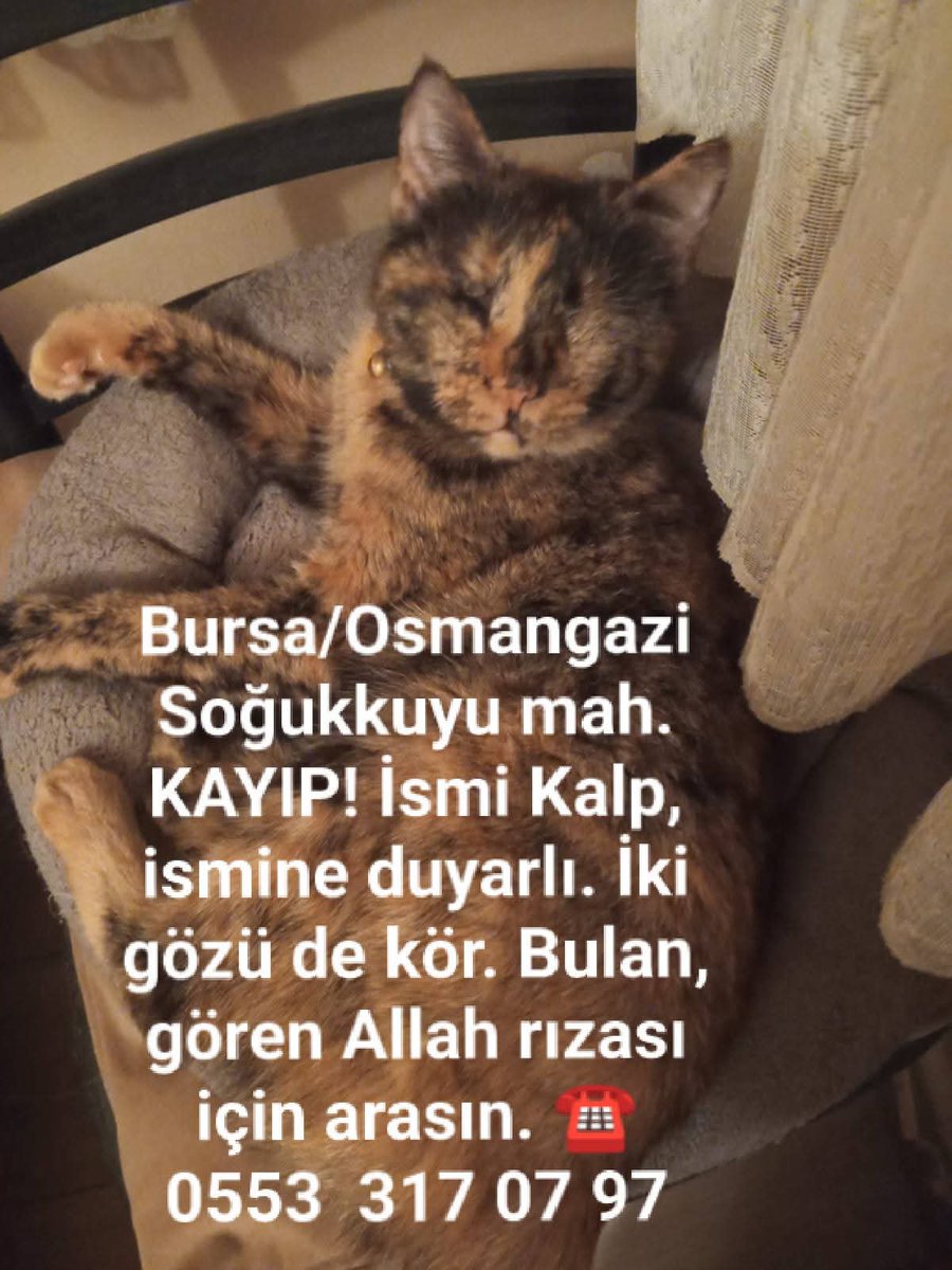 BURSA/OSMANGAZİ SOĞUKKUYU MAH. KAYIP❗26.07.2025/Cumartesi 

Gözleri görmüyor. Kendini sokakta koruyamaz. İsmi KALP, ismine duyarlı. Gören olursa korumaya alıp aşağıdaki telefona haber vermeniz rica olunur. Bulana imkanlar dahilinde bir miktar ödül de verilecektir.