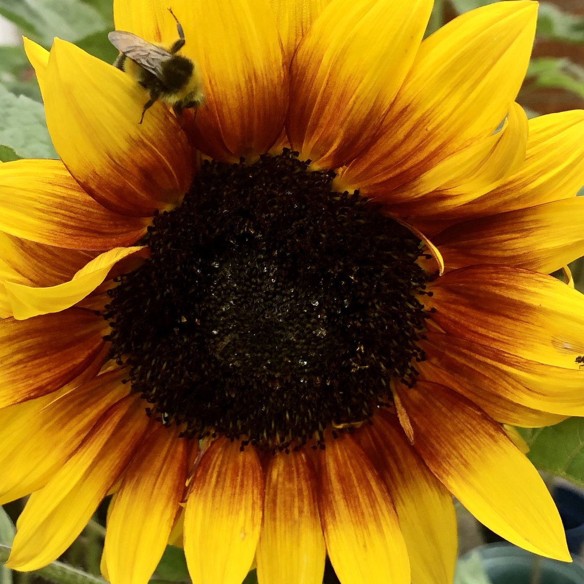 Blessington Allotments Campaign 🌱 tweet media