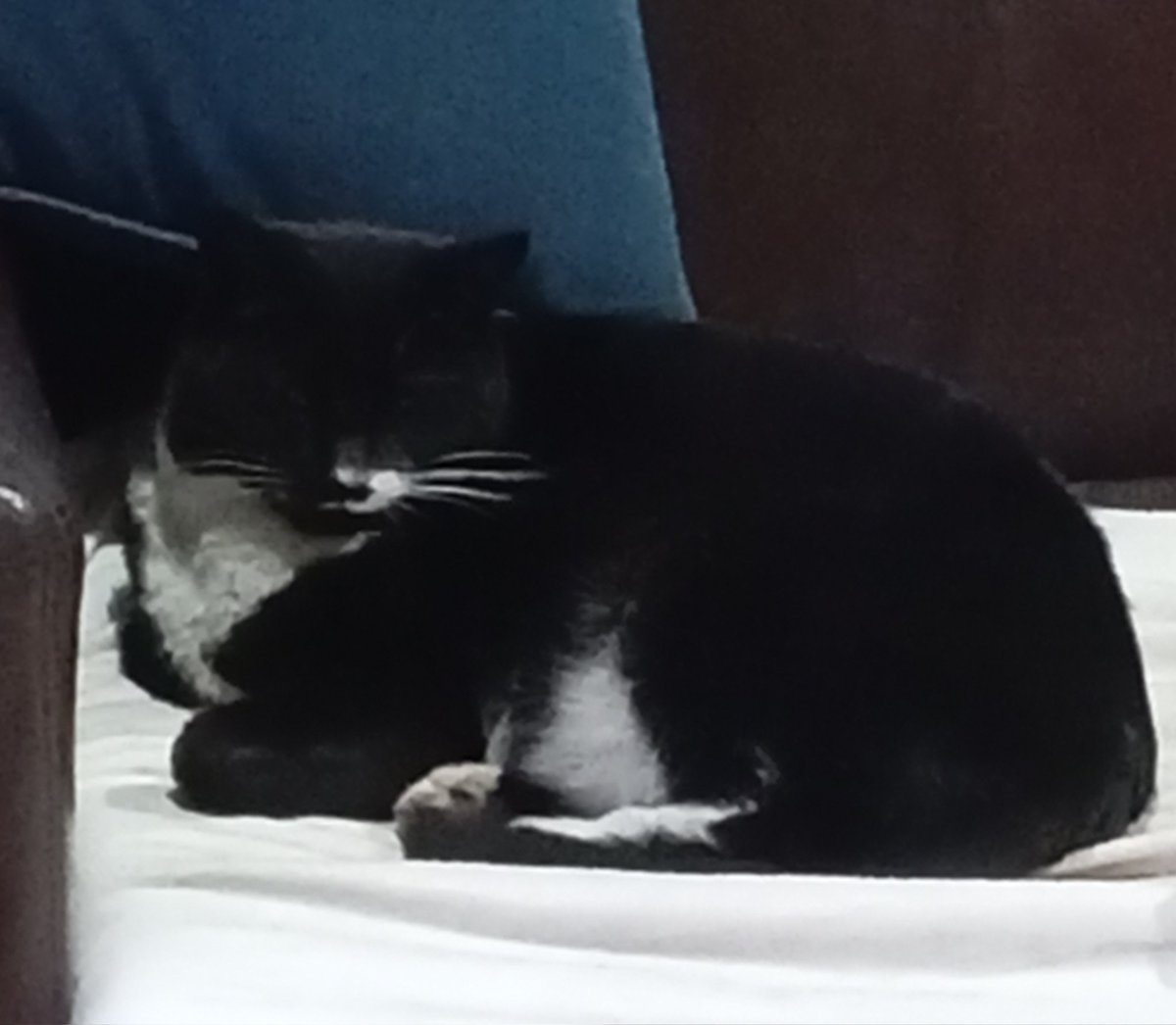 kuromingiis's tweet image. lord Vader, princess Leia, and Luke SkyWhiskers my beloved children