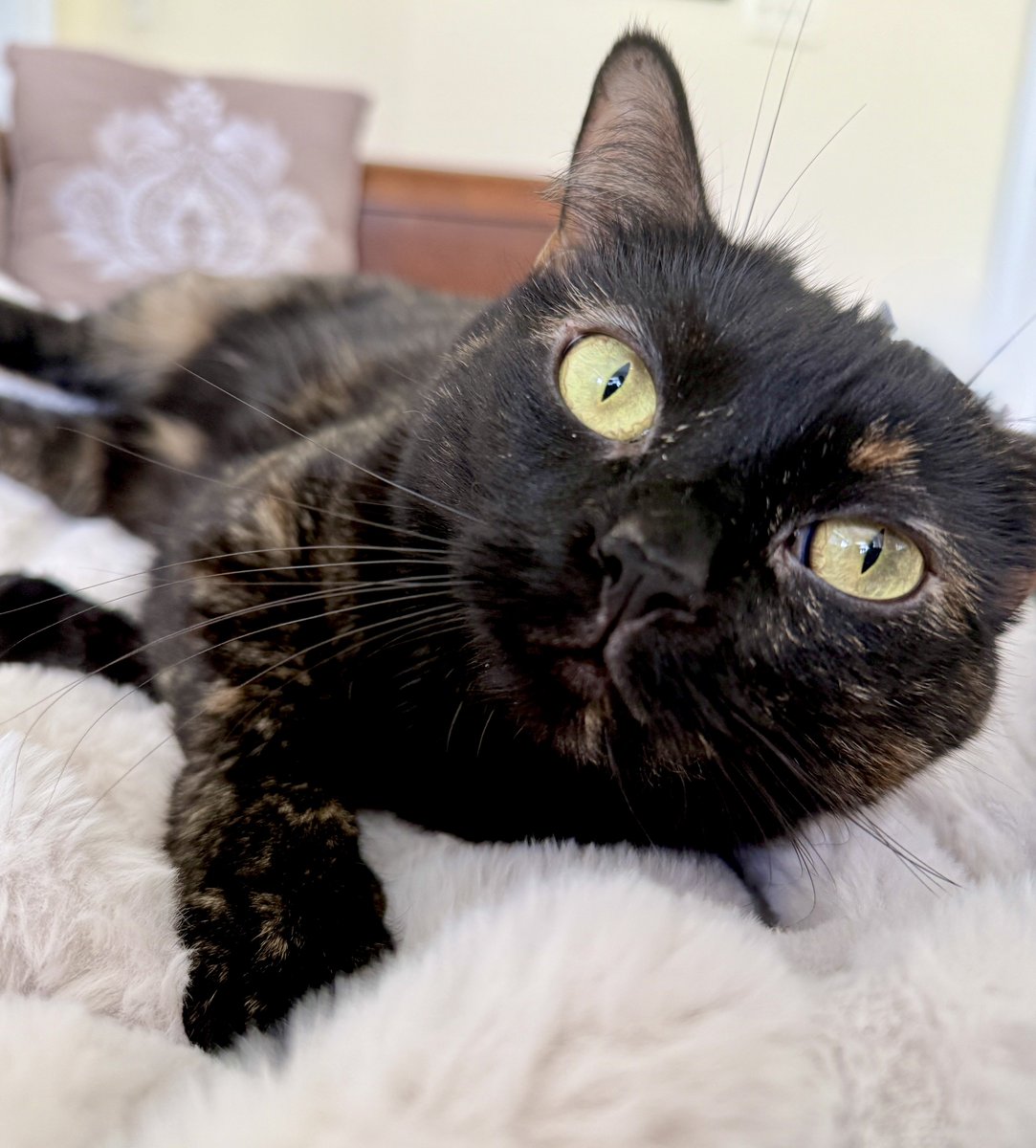 MissyBBBobtail's tweet image. Say hello to Pippa!