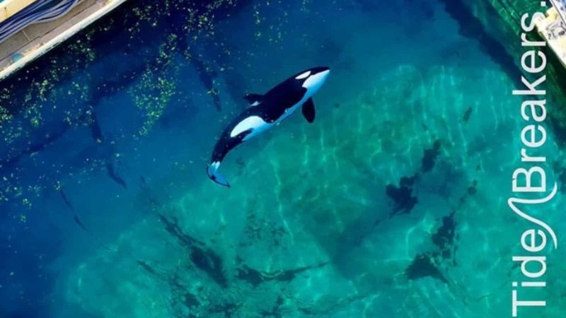EarthDay's tweet image. "Orcas are some of the most intelligent, emotionally complex animals." - Kathleen Rogers, EARTHDAY.ORG Pres., in @azanimals. She details the heartbreaking plight of Wikie & Keijo, trapped in France. Thousands are demanding action.
a-z-animals.com/articles/why-t…