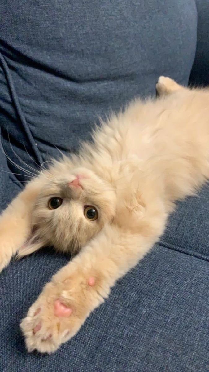 MattZeeMiller's tweet image. #MondayVibes me this evening on sofa after challenging start to week at work ...in need of
Some random TV and chill focus ...mini recharge oh yes🙏