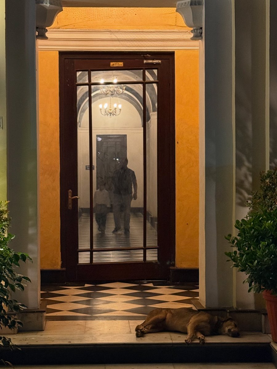 thedelhiwalla's tweet image. do dogs see dreams?
