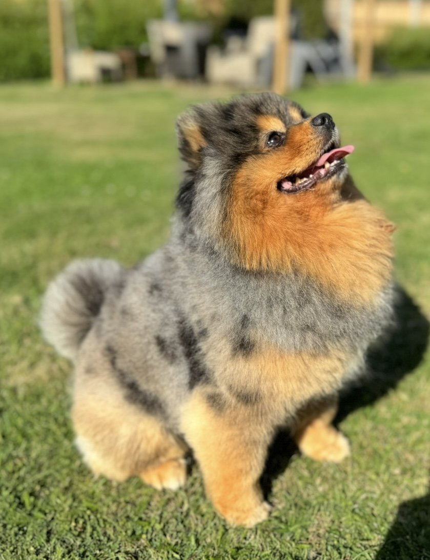 Baloo is an Assistance Dog.  PLEASE SHARE
PLEASE BRING HIM HOME😢

🆘27 JULY 2025 #Lost Baloo #ScanMe
Blue Merle &amp; Tan Pomeranian Male
Rectory Close #Hadleigh #Benfleet #Essex #SS7
doglost.co.uk/dog/199310
