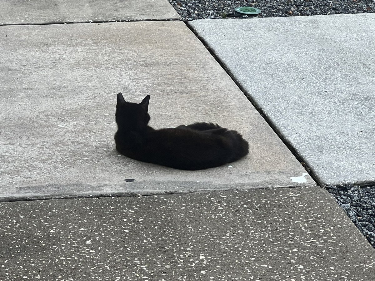 Misty: Holy Cats is it Hot,
99 degrees with a heat index of 120 degrees, this #MondayAfternoon 
🥵😳🔥🤯😡
I’m trying to stay cool by lying on the sidewalk under the entrance to one of the buildings at the Big Guy’s Work.
#CatsOfTwitter
#CommunityCats 
#HeatWave