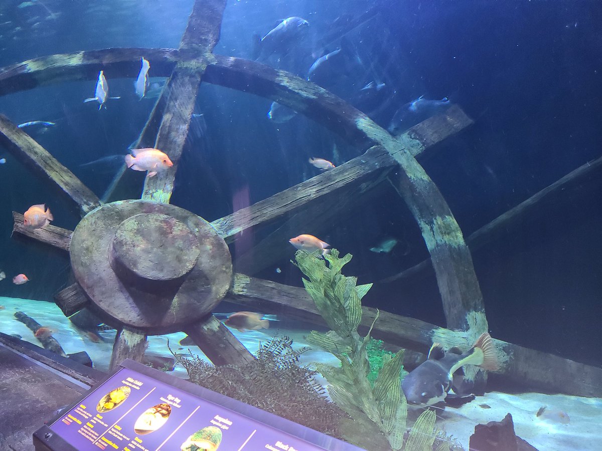 Sea Life Aqurium Mall of the America's
