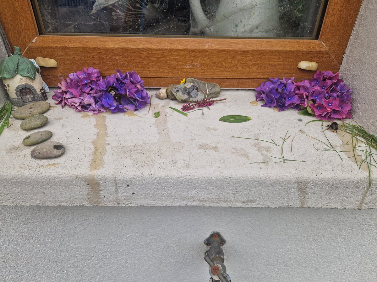 cathalk101's tweet photo. My daughters #Bee rescue station for any bees she finds struggling in the garden. Bit of sugary water, some rest, they get some energy back and off the go again.
#bees
#SaveTheBees
#BeeNetwork 
#NatureConservation
#NatureBeauty https://t.co/9nvs2LRW0v