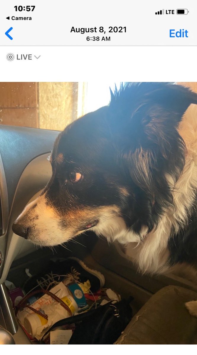 DeniseFisc1949's tweet image. This is our dog lady photo a few years ago. Our Jack dogs ears show he could hear the radio waves and he was tortured by the 24/7 acoustic assault.