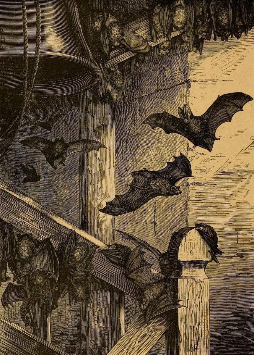 🦇 🔔 🦇