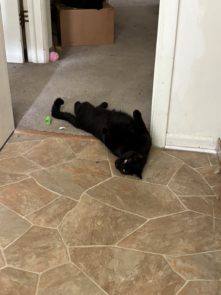 Preciousways825's tweet image. Rowdy: it’s my nap time! Mom and I played springs for two hours! Now it’s time for me to go take a nap until about 7 o’clock tonight