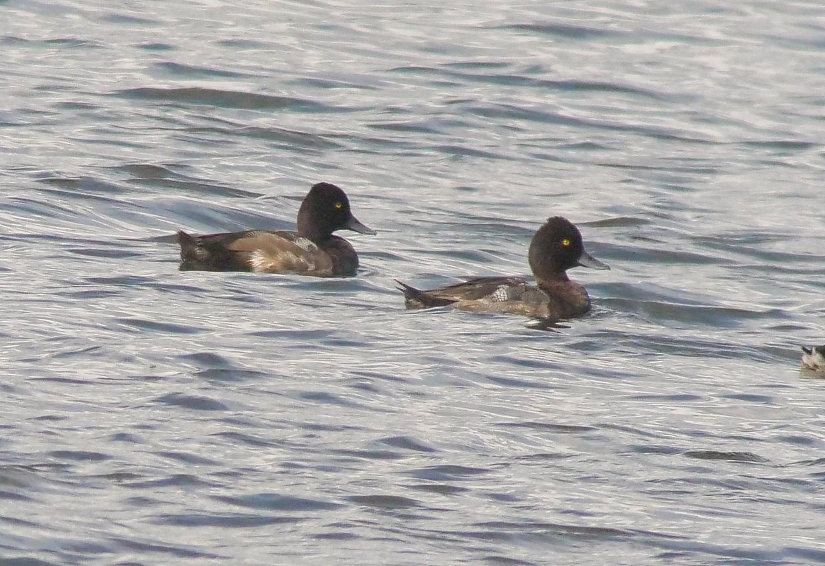 BELVIDE BIRDING𓅪 tweet media