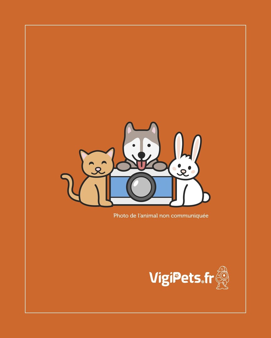 vigipets's tweet image. 🟠 🐶 Chien perdu le 27/07/2025 à Couëron (44220).
Race : Braque allemand à poil dur / Âge : 4 an(s)
sally / Femelle / Identifié(e) : Oui

☎️ 0673441730
📧  remaud.thomas@gmail.com

#VigiPets #chienperdu #chientrouve #chien #perdu #trouve