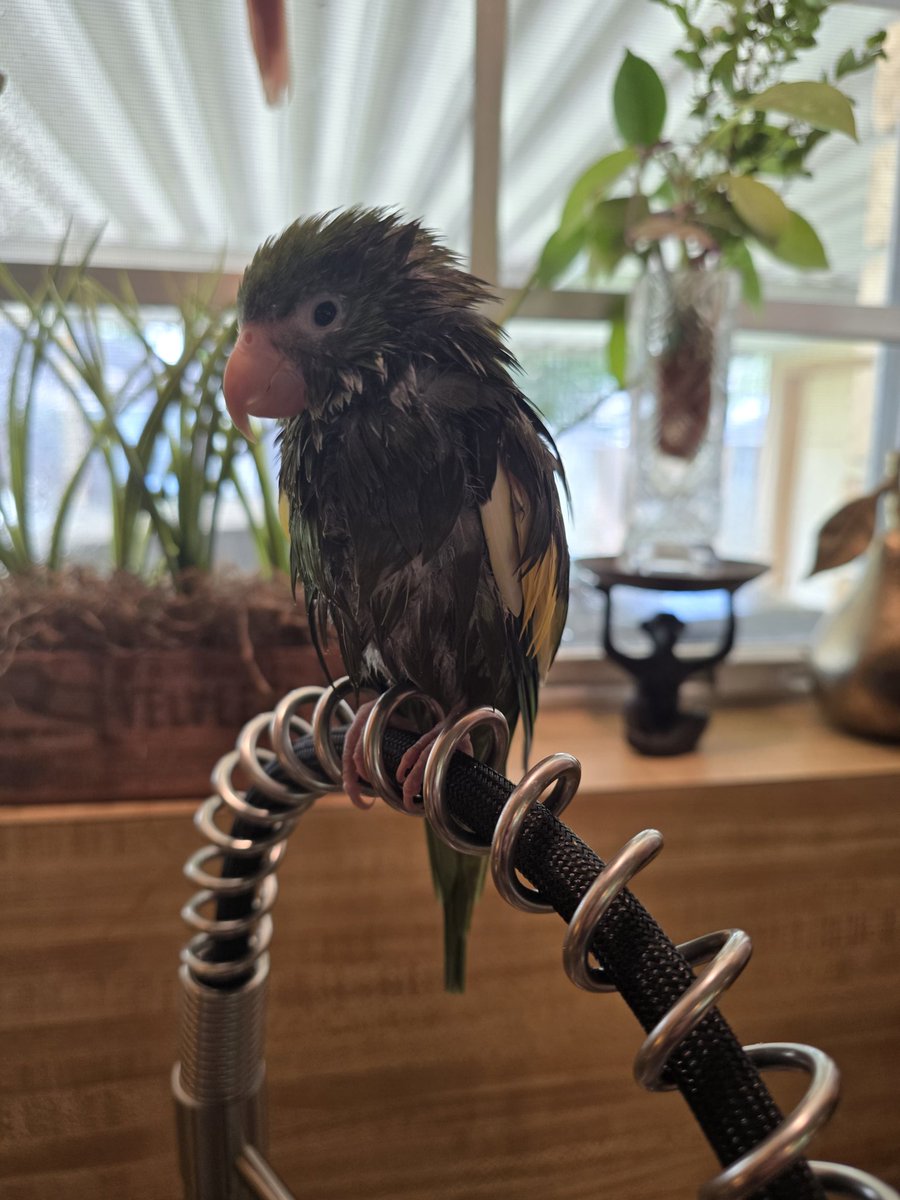 VampyAnji's tweet image. Happy Monday everyone from me and my Wet Chicken. 🪶