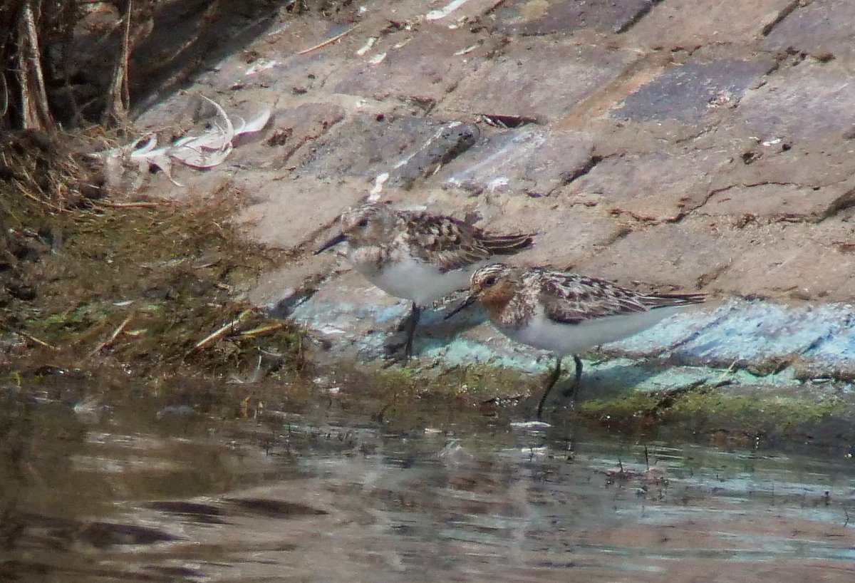3 Sanderling were new arrivals today with 2 along the dam and 1 on the north shore.