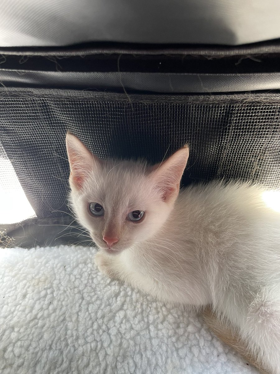 linolithes's tweet image. KITTYYYY