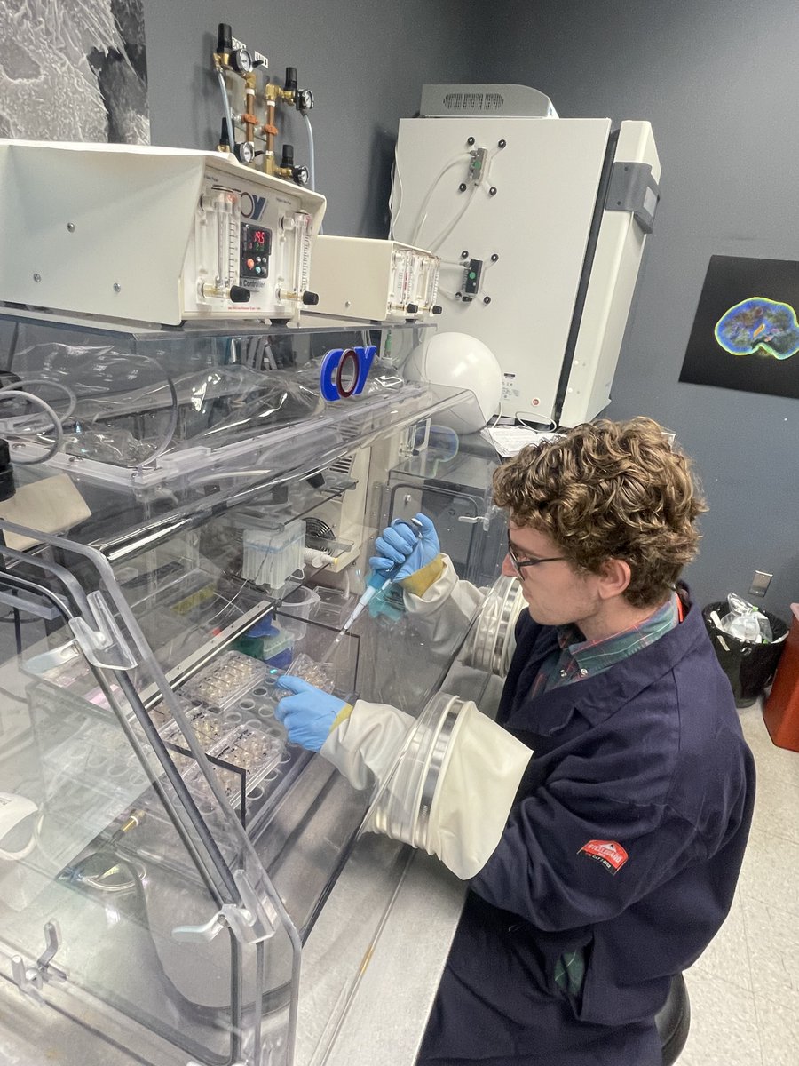 UConn NUSC graduate student Kristofer Terrell is researching how gut health impacts soldier performance in operational environments. Using organoid cell models, he explores bioactive molecules found in food or metabolites produced by the gut micriobiota.