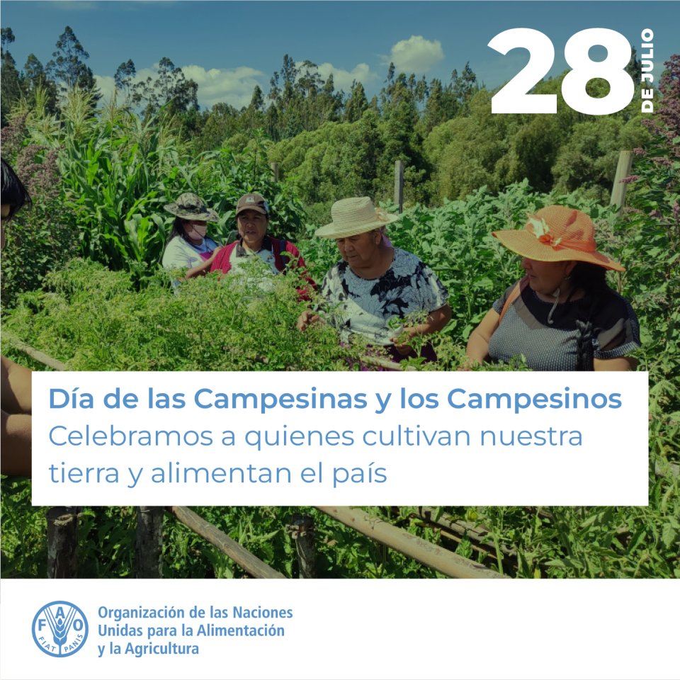 FAOChile's tweet image. 🌱 En el Día de las Campesinas y los Campesinos reconocemos su rol esencial en la seguridad alimentaria y el desarrollo sostenible del país 👩🌾 👨🌾🇨🇱
Desde @FAOChile reafirmamos nuestro compromiso con la agricultura familiar, brindando apoyo y soluciones integrales.